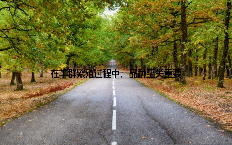 在羊群繁殖过程中, 品种至关重要