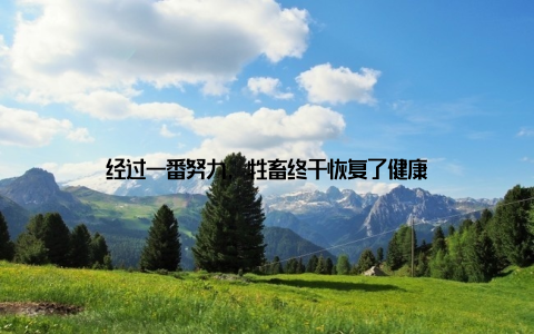 经过一番努力, 牲畜终于恢复了健康