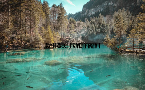 我们要关注动物的福利