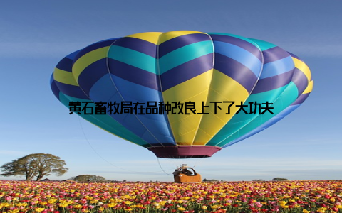 黄石畜牧局在品种改良上下了大功夫