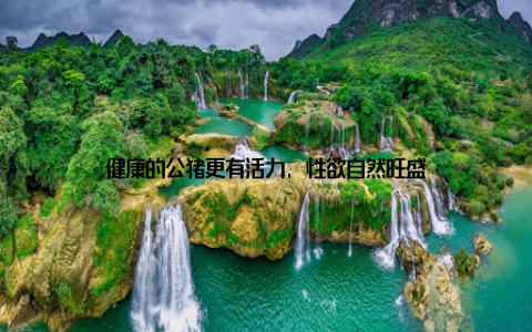 健康的公猪更有活力, 性欲自然旺盛