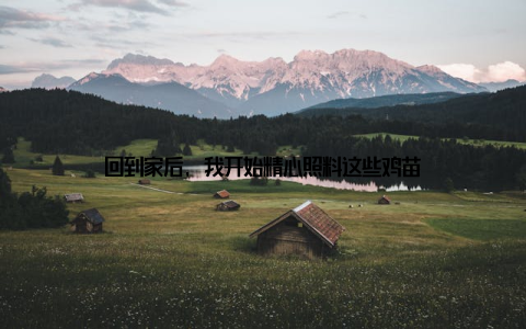 回到家后, 我开始精心照料这些鸡苗
