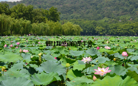 最让我感动的是牛舍