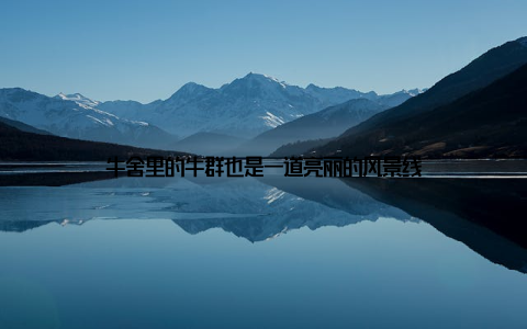 牛舍里的牛群也是一道亮丽的风景线