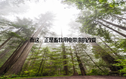 而这, 正是畜牧用电带来的改变