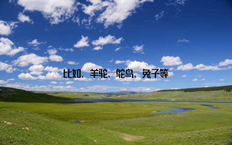 比如, 羊驼、鸵鸟、兔子等