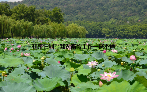 初来乍到, 我对畜牧工作一窍不通