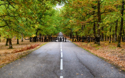 一群群牲畜膘肥体壮, 欢快地奔跑着